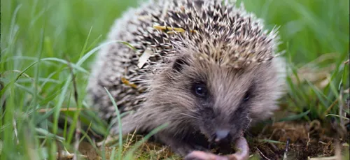 Une enquête participative sur les hérissons en Bourgogne
