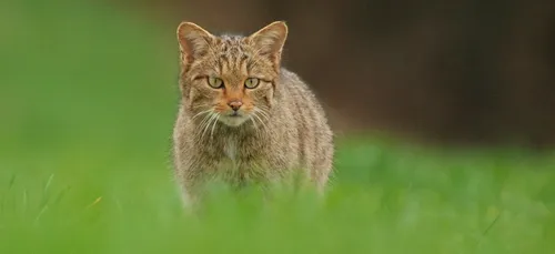 Une enquête participative sur les chats sauvages et les...