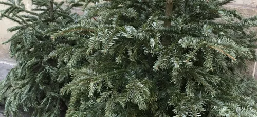 Vers un Noël sans sapins ?