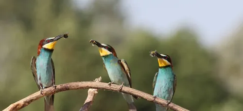 L'association BFC Nature lance son 5eme concours photo