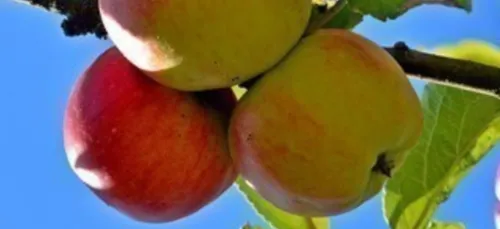 Des arbres fruitiers plantés en pleine ville, demain à Dijon !