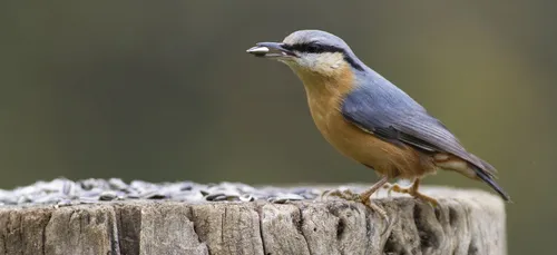 Les oiseaux et le froid, comment les aider ?