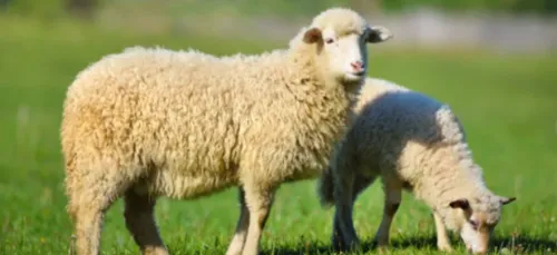 Attaques sur des troupeaux de moutons en Côte-d’Or