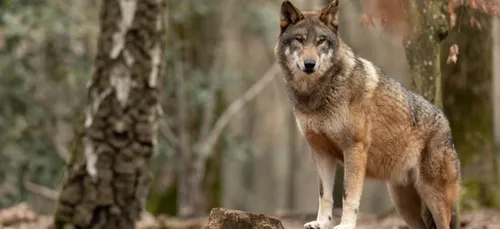 LOUPS en Côte d'Or : accompagner les éleveurs