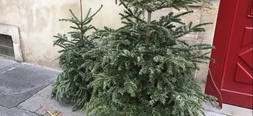 Pour vous débarrasser de votre sapin de Noël à Dijon, c’est ce...