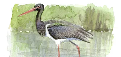 Une nouvelle ligue pour la protection des oiseaux en...