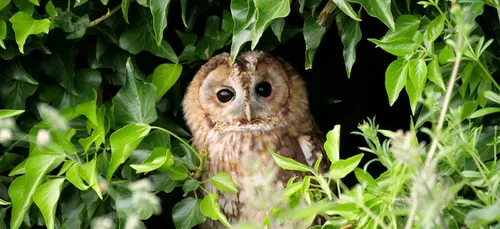 Une chouette sauvée de justesse à Dijon !
