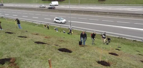 De nouveaux arbres plantés le long de la rocade