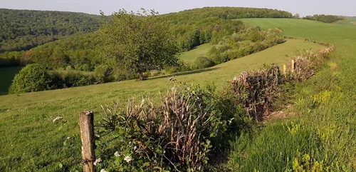 Pour la faune et la flore sauvage, ne taillons plus les haies en...