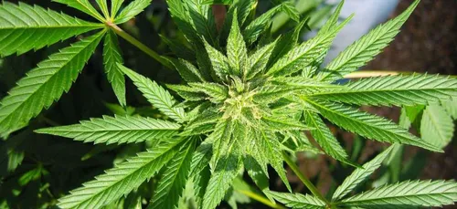 En Italie des militaires produisent du cannabis !