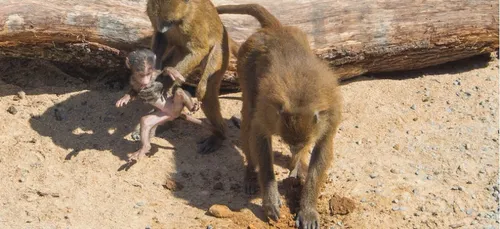 Le zoo de Vincennes évacué après l’évasion de babouins !