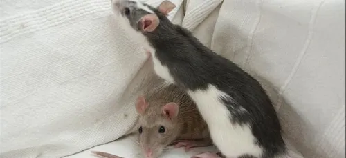 Des rats avaient élu domicile dans des vêtements pour bébé au...