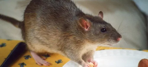 Des rats au rayon boulangerie du Carrefour d’Evry 2 (vidéo)