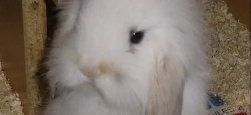 Il étrangle le lapin de son ex car elle ne répondait pas au téléphone