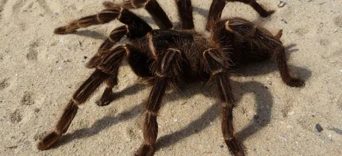 Découvrez le burger à la tarentule rôtie (vidéo)