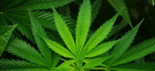 Suisse : du cannabis dans les supermarchés Lidl !