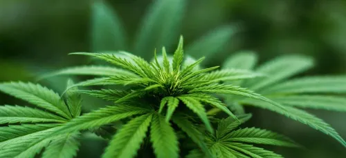 Cannabis au CBD : ouverture des premiers coffee shop parisiens