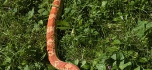 Un gros serpent capturé dans un jardin à Maisons-Alfort