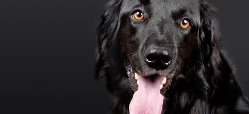 Ce chien espagnol sait réaliser des massages cardiaques (Vidéo)