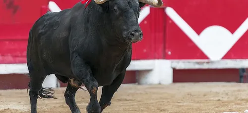 Corrida : Juan José Padilla se fait scalper en direct par un...