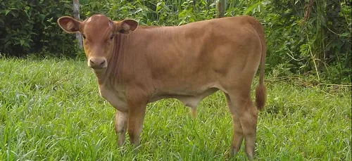 La grande évasion d'un veau