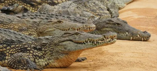 Une foule violente massacre près de 300 crocodiles (vidéos)
