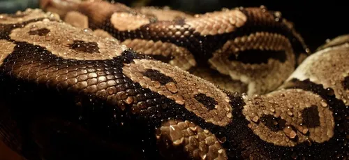Il ouvre une chaudière et y trouve un python royal ! (photo)