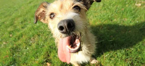 Il se fait amputer des 4 membres après avoir été léché par un chien