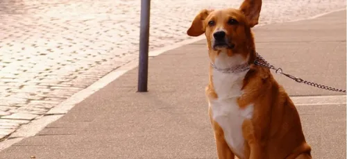 Val-de-Marne : la taille de la laisse de votre chien sera contrôlée !
