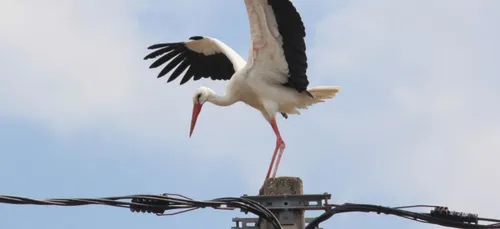 Seine-et-Marne : un oiseau prive de courant huit communes