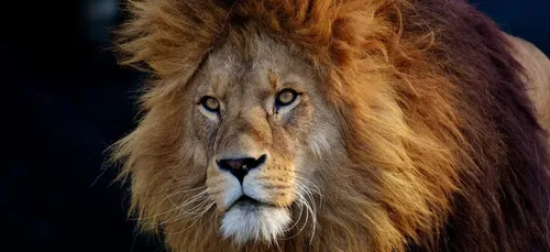 Quand un lion se jette sur des touristes pour... réclamer des...