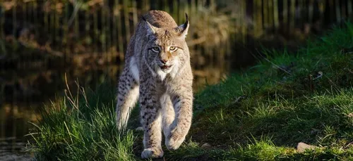 Un lynx capturé par les pompiers dans un jardin de Champigny