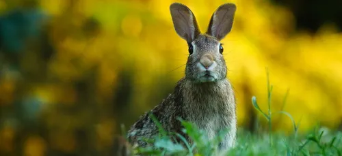 Filmée frappant un lapin, cette ado est harcelée sur les réseaux...