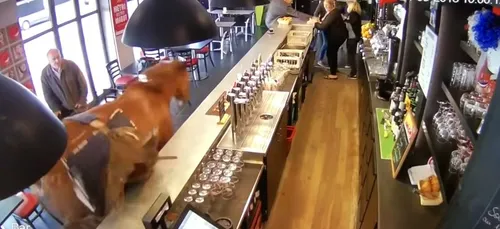 Hallucinant : un cheval fou débarque au galop dans un bar (vidéo)