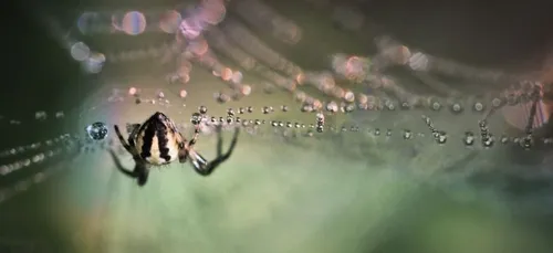 Vous avez peur des araignées ? On sait pourquoi !