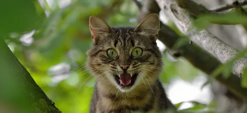 Snapchat lance un tout nouveau filtre réservé… aux chats ! (vidéo)