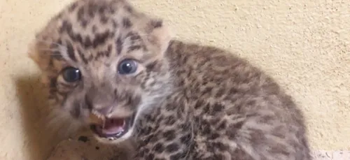 Zoo de Thoiry : deux panthères de Chine sont nées (photos)