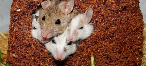 Yvelines : des souris dans le pain chez Carrefour (vidéo)