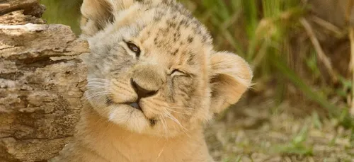 Un lionceau retrouvé dans une voiture à Paris