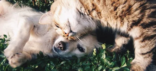 Le Noël des bêtes abandonnées, c’est ce week-end à Paris !