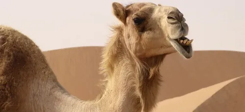 Seine-et-Marne : le Transilien perturbé par un dromadaire