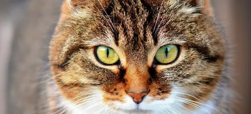 Perdu à des milliers de km de son domicile, un chat rentre...