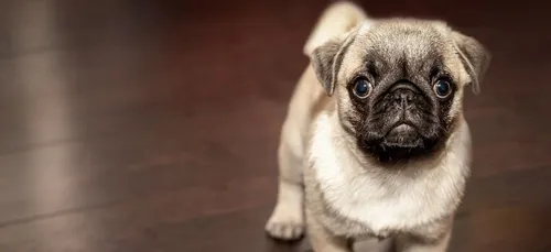 Huissier : une chienne vendue aux enchères sur eBay pour couvrir...