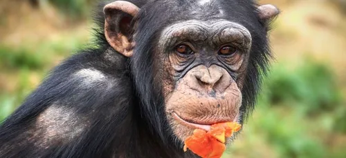 Ce singe utilise mieux Instagram que vous ! (Vidéo)