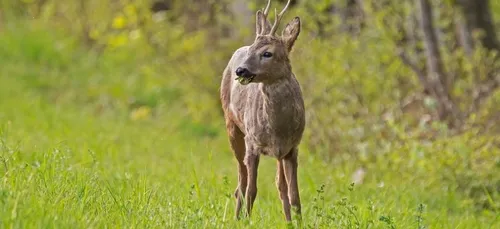 Oise : les pompiers viennent en aide à un chevreuil en état d’ivresse