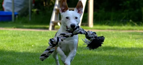 Dynamic Dogs : la salle de sport réservée aux chiens (vidéo)