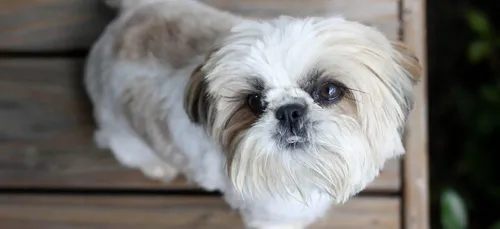 Elle fait euthanasier son chien en bonne santé pour qu'il soit...