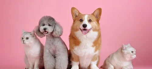 Un réseau social pour les amoureux des animaux vient d’ouvrir