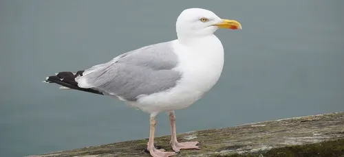 Paris : les drones de la police sont attaqués par des goélands