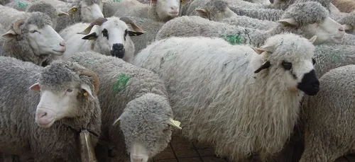 Île-de-France : une ballade avec des moutons en banlieue, ça vous...